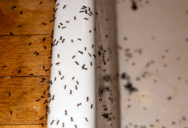 Trusted Saw Creek, PA Pest Control Experts