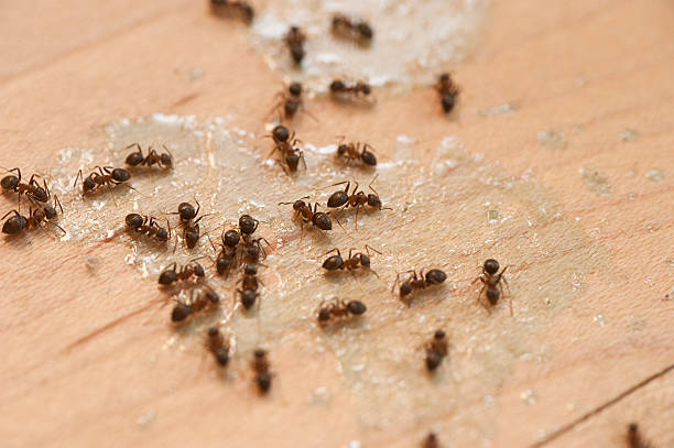 Best Local Pest Control Services  in Saw Creek, PA